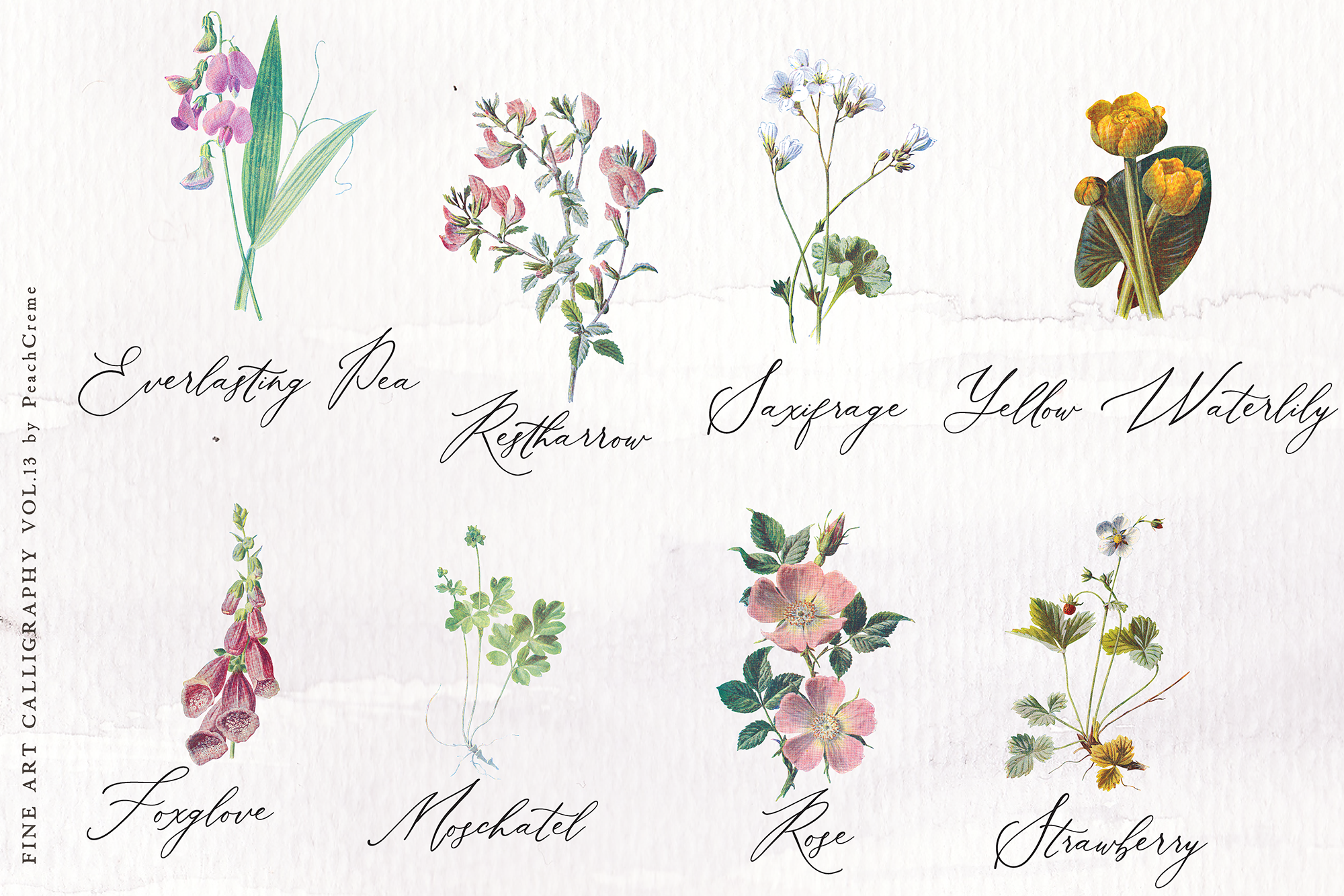 Roseberry & Beatrice Font , , - peachcreme.com