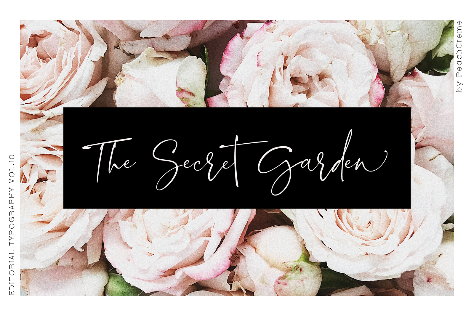 Blush Society Font , , - peachcreme.com