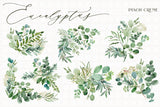 Eucalyptus // Illustration Vol.3